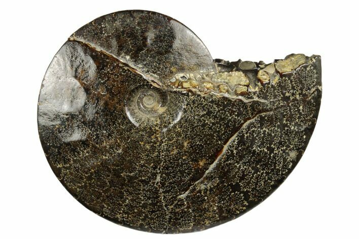 Ammonite (Placenticeras) Fossil - Eastern Montana #180784